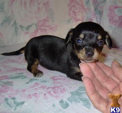 Gina - Adorable Black and Tan Chiweenie Girl